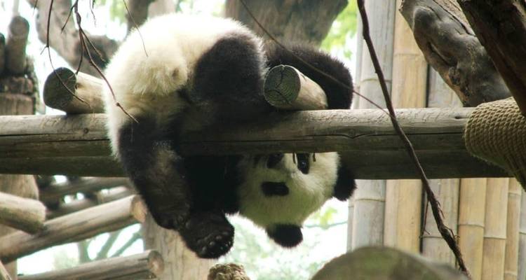 Ein Panda, der verspielt einen Baumstamm erklimmt.