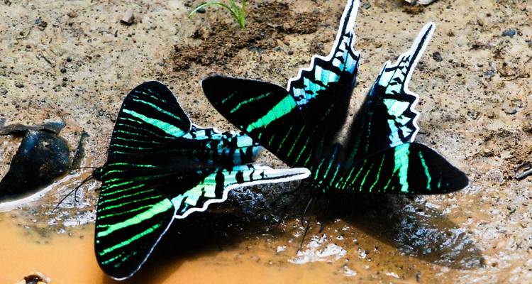 Two colorful butterflies on the ground.