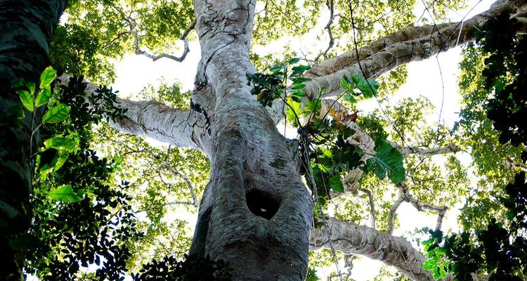 View from the base of a large tree with branches and leaves.