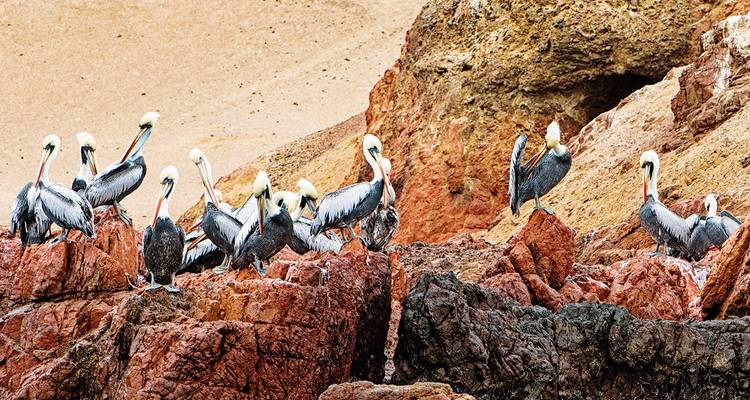 Grupo de pelícanos parados sobre rocas rojas.