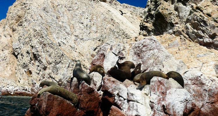 Leones marinos descansando sobre rocas rojizas bajo un cielo despejado.