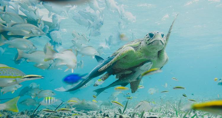 Una escena submarina con una tortuga nadando entre peces.
