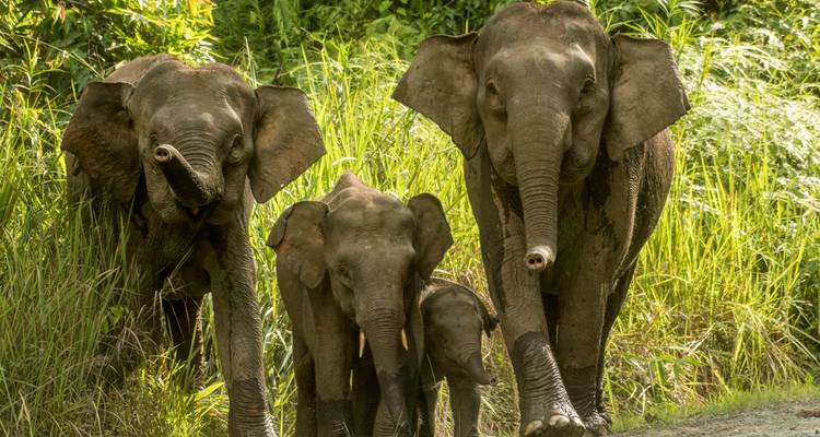 Trois éléphants pygmées de Bornéo, dont un éléphanteau, marchent ensemble à travers les hautes herbes.