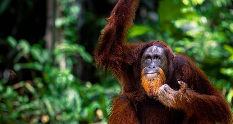 Un orang-outan charismatique aux poils orange vif lève son bras au milieu du feuillage luxuriant de la jungle.