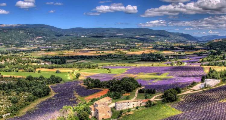 Campagne provençale en patchwork couverte de champs de lavande d'un violet vibrant sur fond de montagnes ondulantes et de nuages épars.