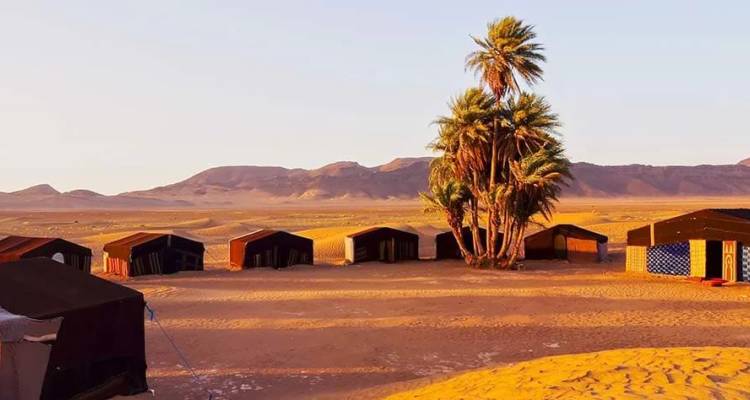 Fila de tiendas bereberes del desierto al lado de una palmera datilera alta en un paisaje del Sahara anaranjado con montañas a lo lejos.