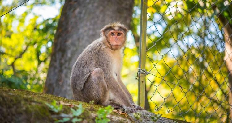 A monkey sitting on a rock with a fence in the background.