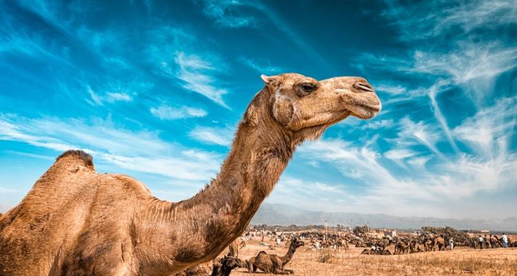 Family India Golden Triangle Adventure (Summer Itinerary) - Explore!