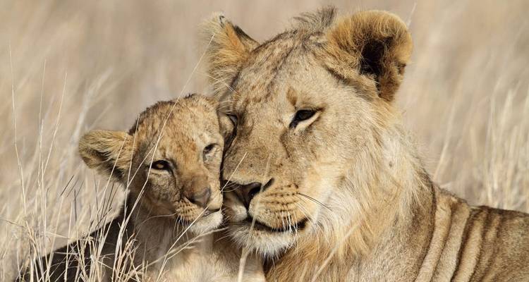 Ein Löwe und ein Jungtier ruhen im hohen Gras.
