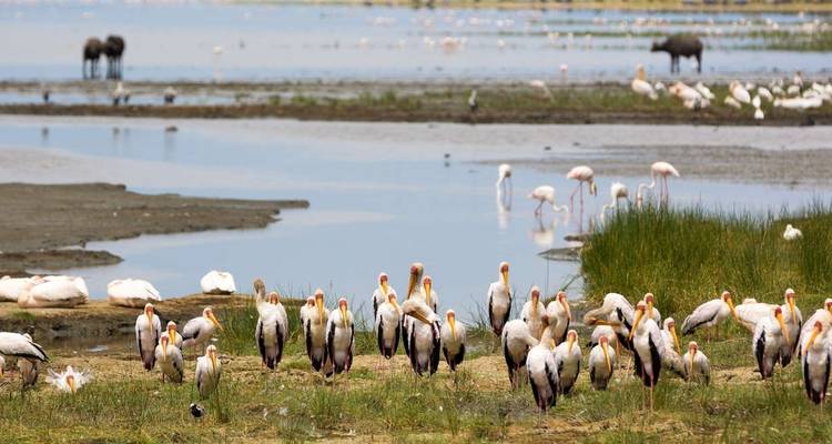 Eine Gruppe von Pelikanen, die in der Nähe eines Gewässers stehen, mit weidenden Tieren in der Ferne.