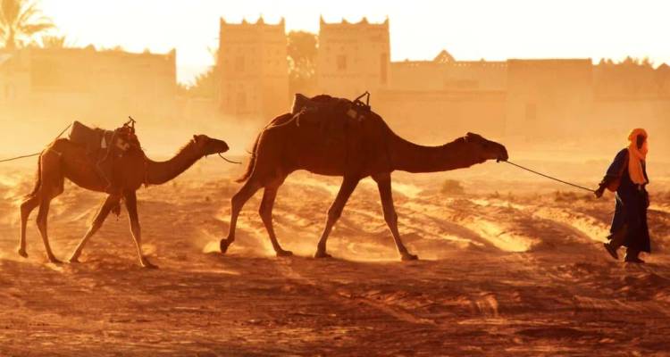 Un hombre lleva dos camellos a través de la luz dorada y polvorienta de un pueblo del desierto marroquí al amanecer.