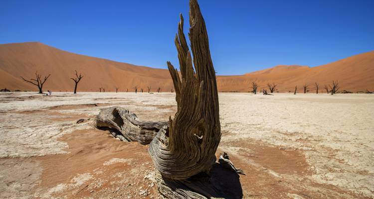 Tocón de árbol erosionado en un paisaje desértico árido.
