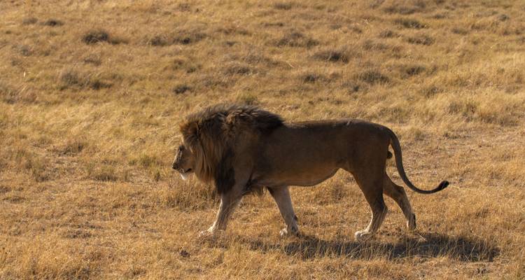 León caminando por tierra seca y cubierta de hierba.
