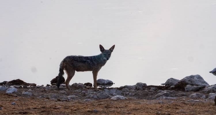 Figura canina frente a una superficie de agua reflectante.