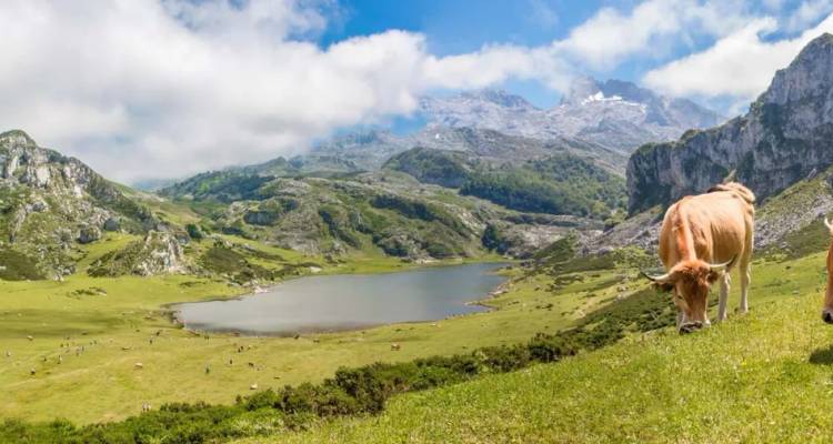 Eine einsame Kuh weidet neben einem ruhigen Alpensee, umgeben von sanften grünen Hügeln und zackigen Gipfeln, die in Wolken gehüllt sind.