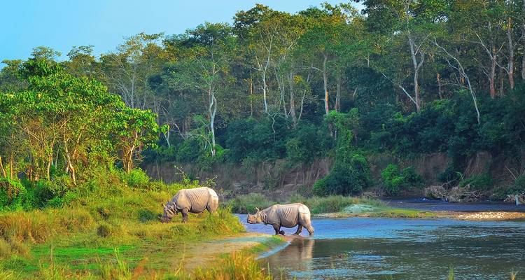 Two one-horned rhinoceroses wade through a shallow river surrounded by dense green jungle in golden light.