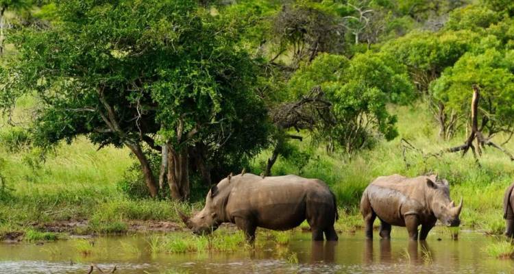 Two rhinoceroses graze at the edge of a watering hole surrounded by lush bushveld vegetation in Kruger National Park.