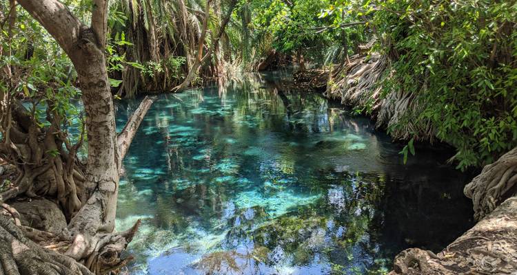 Kristallklares Naturquellwasser umgeben von tropischen Bäumen und verschlungenen Wurzeln.