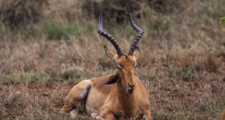 Impala lying in a grassy field.