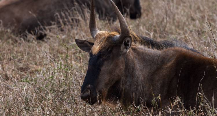 Antelope resting in grassy field.
