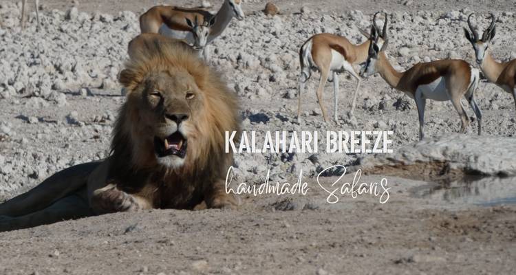 Un león y varias gacelas en un paisaje seco con texto superpuesto.