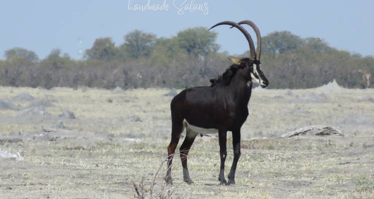 Un antílope sable solitario de pie en un campo abierto con texto.