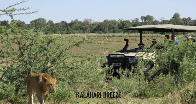 Un león caminando cerca de un vehículo de safari con turistas, texto superpuesto presente.