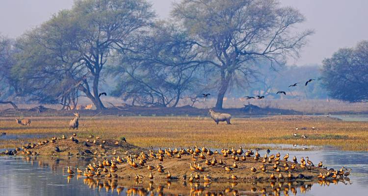 Ein ruhiges Feuchtgebiet mit sichtbaren Vögeln und Hirschen.