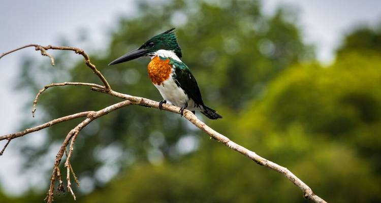 Bunter Eisvogel mit orangefarbiger Brust, der auf einem dünnen Ast vor einem üppig grünen Hintergrund sitzt.
