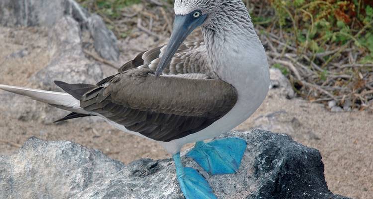 Fou aux pieds bleus se lissant les plumes sur un rocher de lave, les pieds turquoise brillants visibles.