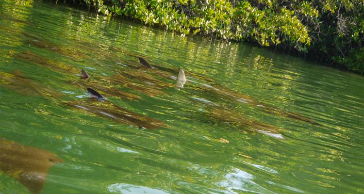 Des nageoires de petits requins ou de raies naviguent sous les eaux vertes bordées de palétuviers.
