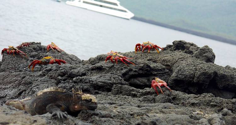 Leuchtend rote Krabben und eine faulenzende Meerechse auf dunklen Lavafelsen mit einer Yacht vor der Küste
