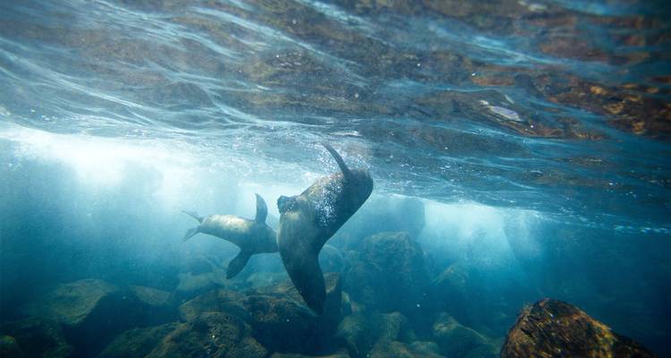 Zwei verspielte Seelöwen schwimmen unter Wasser zwischen sonnengefleckten Felsen und Blasen