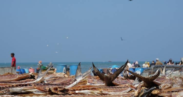 Close-up of dried fish with people in the background near the sea.