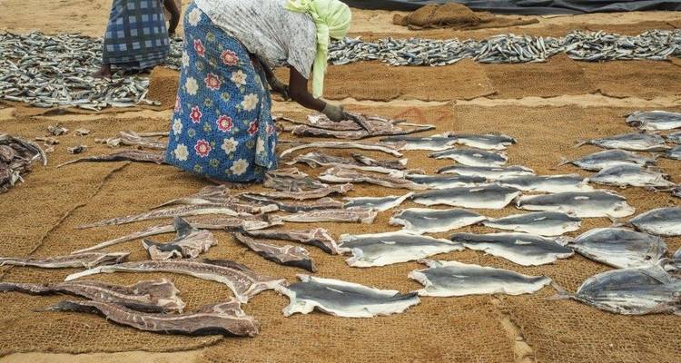 Fisherwoman handling dried fish laid out on the beach.