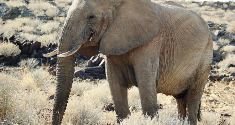 Namibian Safari Package (Accommodation/Transport & Activities Included) - Junita's Extreme Adventures Namibia cc