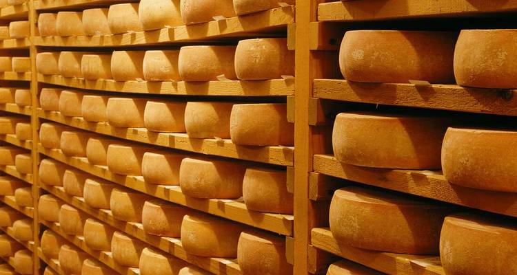 Shelves filled with cheese wheels in a storage setting.