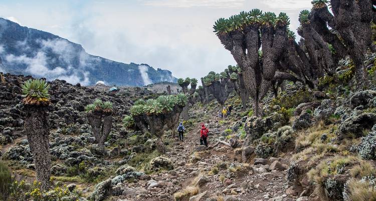 Pfad durch eine Landschaft mit einzigartigen hohen Bäumen und Wanderern.