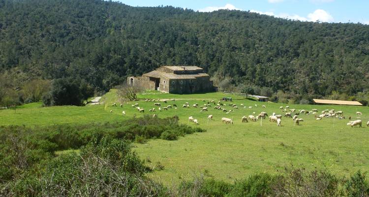 Pasto verde salpicado de ovejas pastando alrededor de una vieja casa de piedra al borde de una colina boscosa
