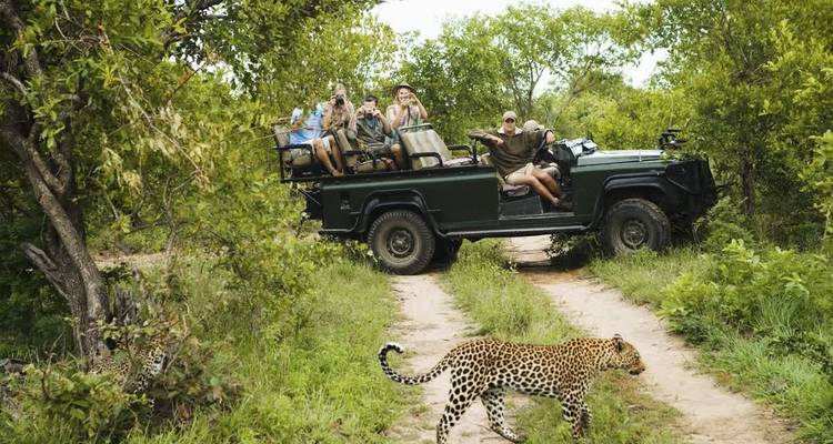 Jeep de safari avec des touristes observant un léopard dans la brousse dense.