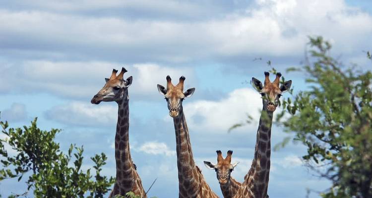 Groupe de girafes se dressant fièrement contre un ciel bleu, feuillage dense.