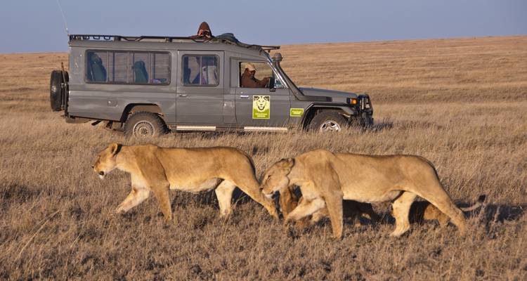 Des lions passant devant un véhicule de safari dans la savane.