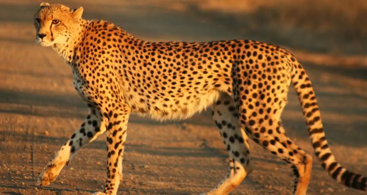 Un guépard marchant sur un sentier de terre sous une chaude lumière dorée.