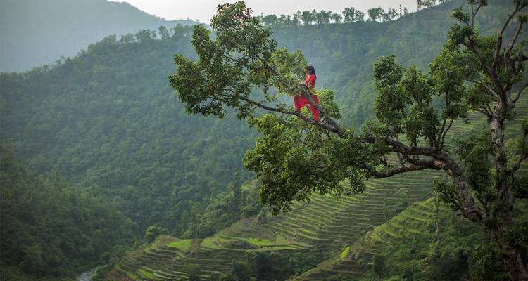 Person in Rot klettert auf einen Baum in terrassierter Landschaft.