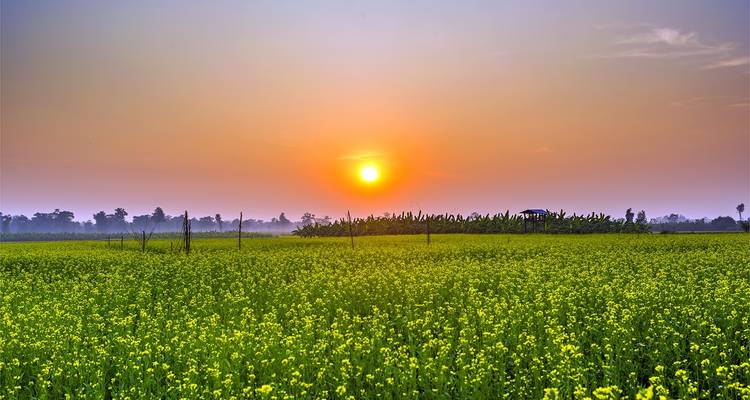 Sonnenuntergang über einem Feld mit gelben Blumen.