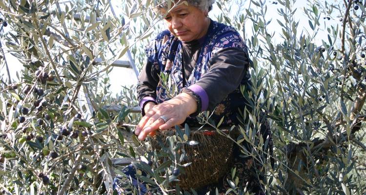 Une femme âgée qui récolte des olives d'un arbre.