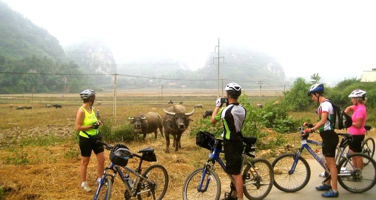 Cyclistes observant des buffles dans un paysage rural brumeux.