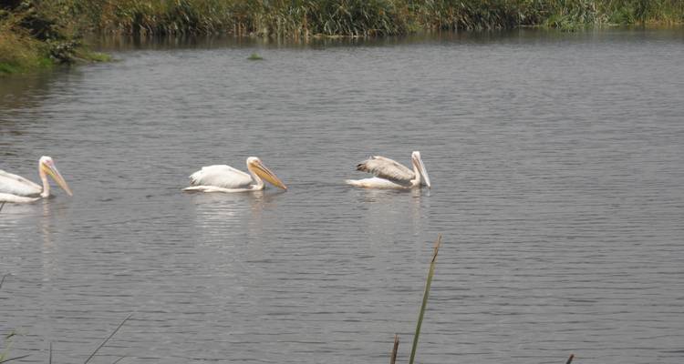 Gruppe von Pelikanen, die in einem Teich schwimmen.