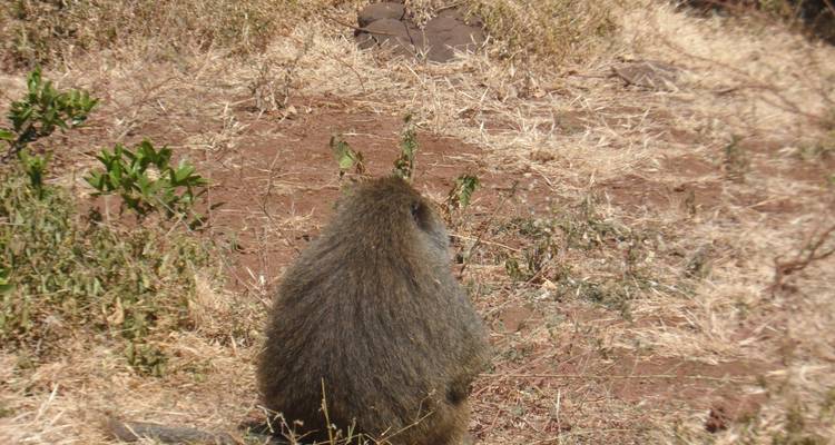 Pavian sitzt in einem trockenen Grasbereich.