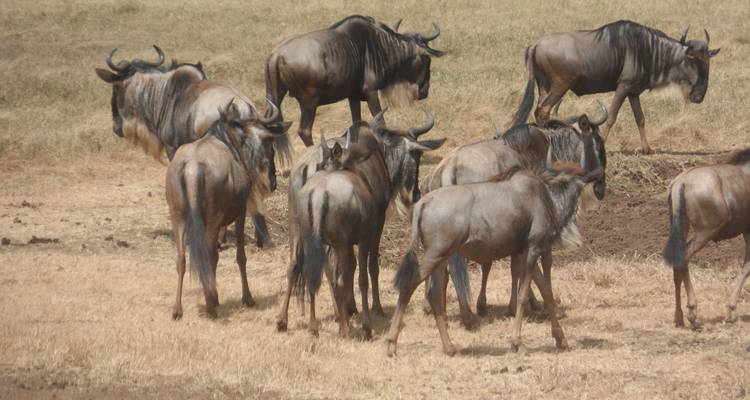Herde von Gnus, die in Grasland wandelt.